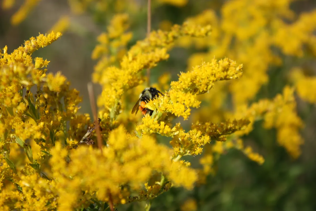 Tri-colored Bumble Bee