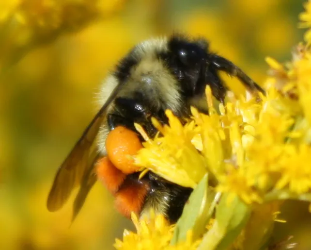 Tri-colored Bumble Bee