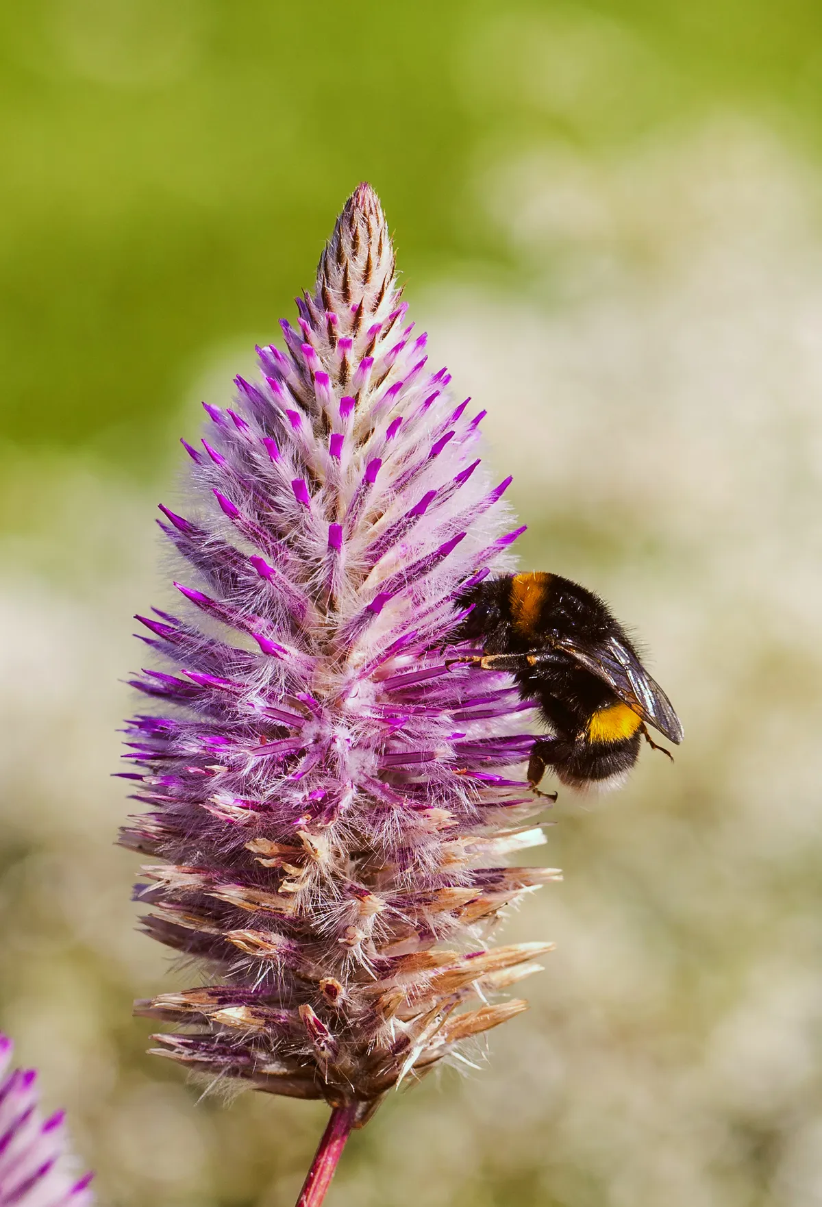 Buff-tailed Bumblebee