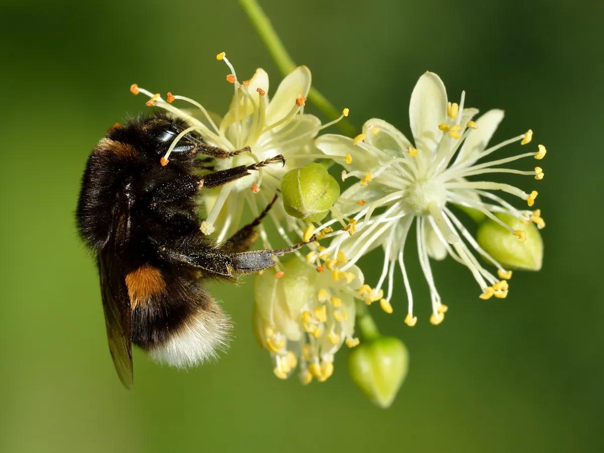 Buff-tailed Bumblebee