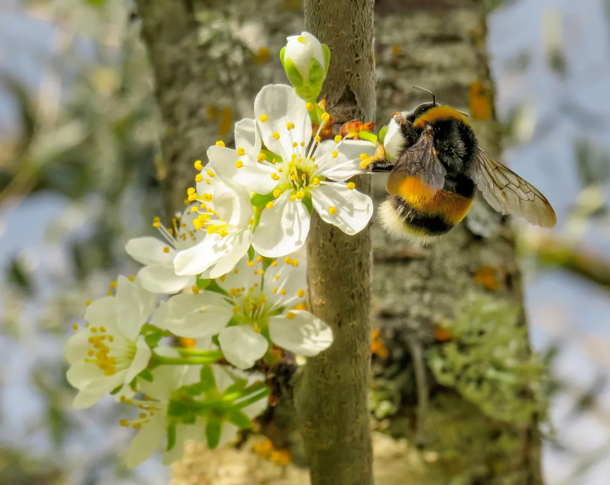 Buff-tailed Bumblebee