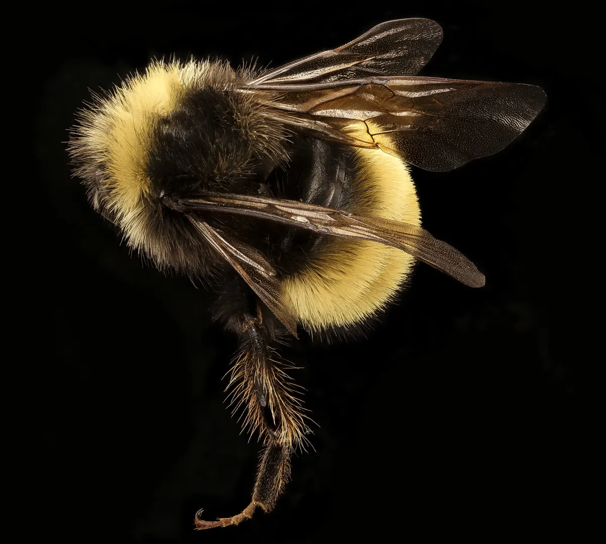 Bombus terricola