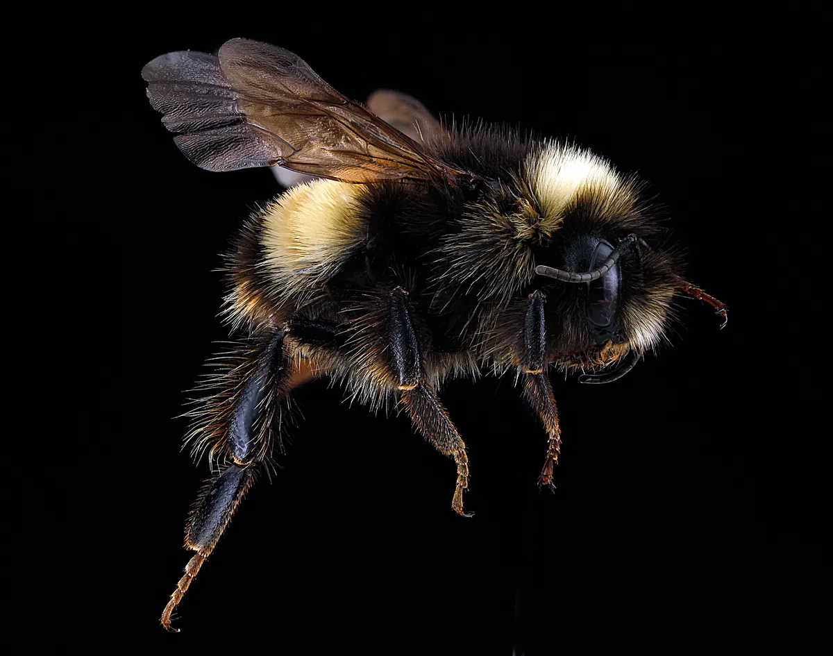 Yellow-banded Bumble Bee