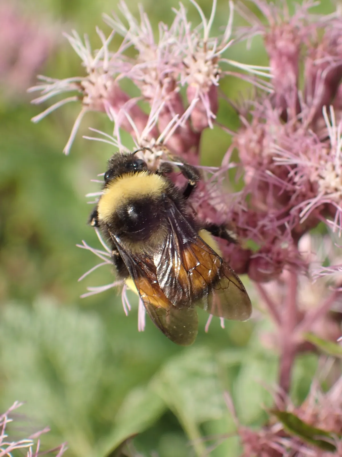 Yellow-banded Bumble Bee