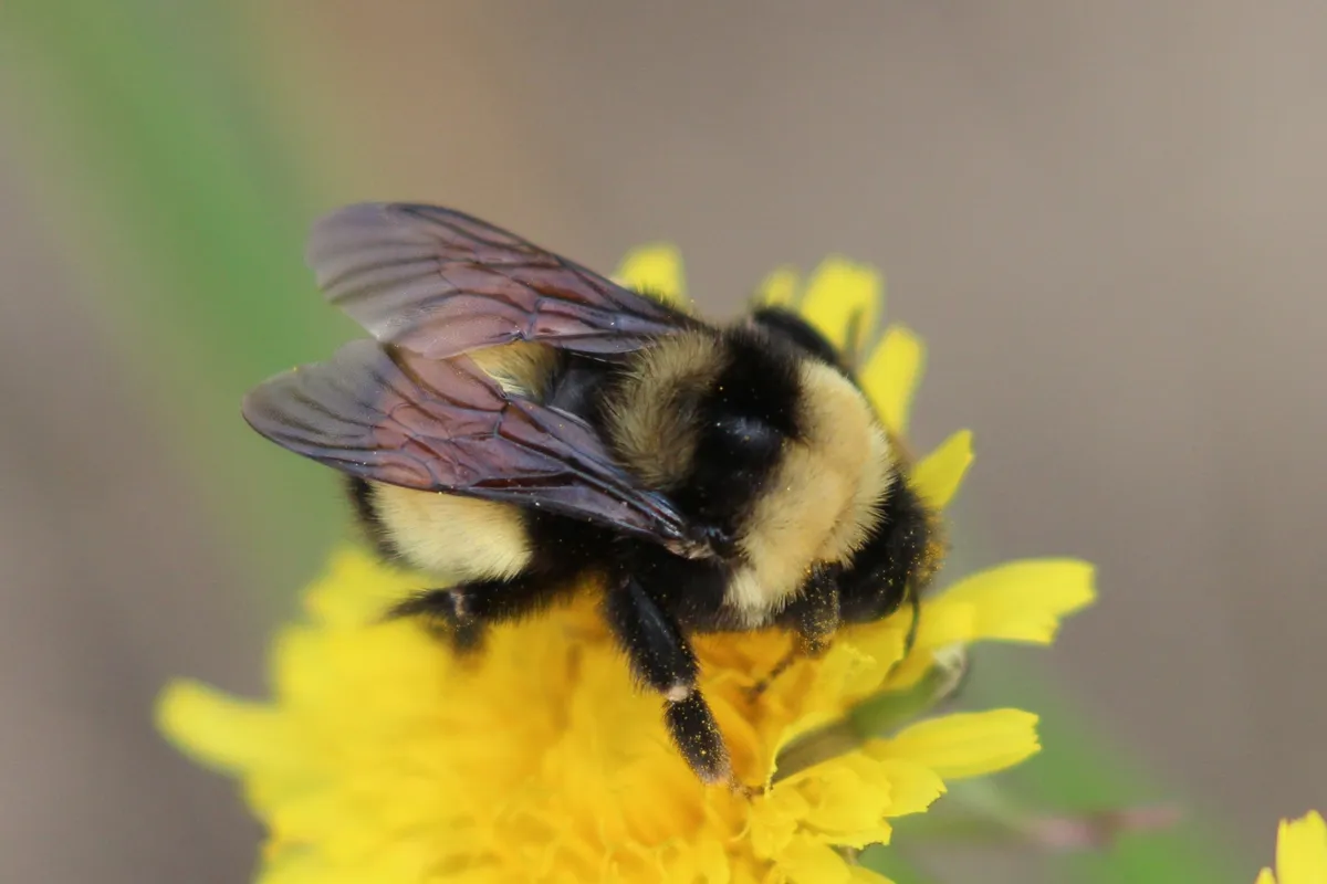 Yellow-banded Bumble Bee