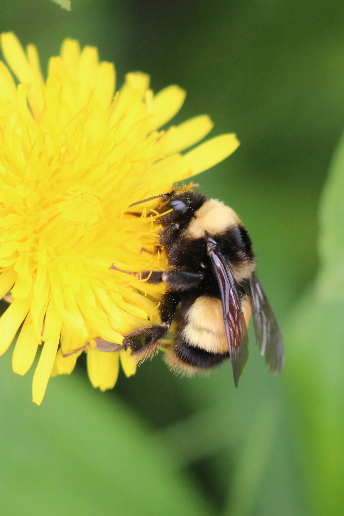 Yellow-banded Bumble Bee