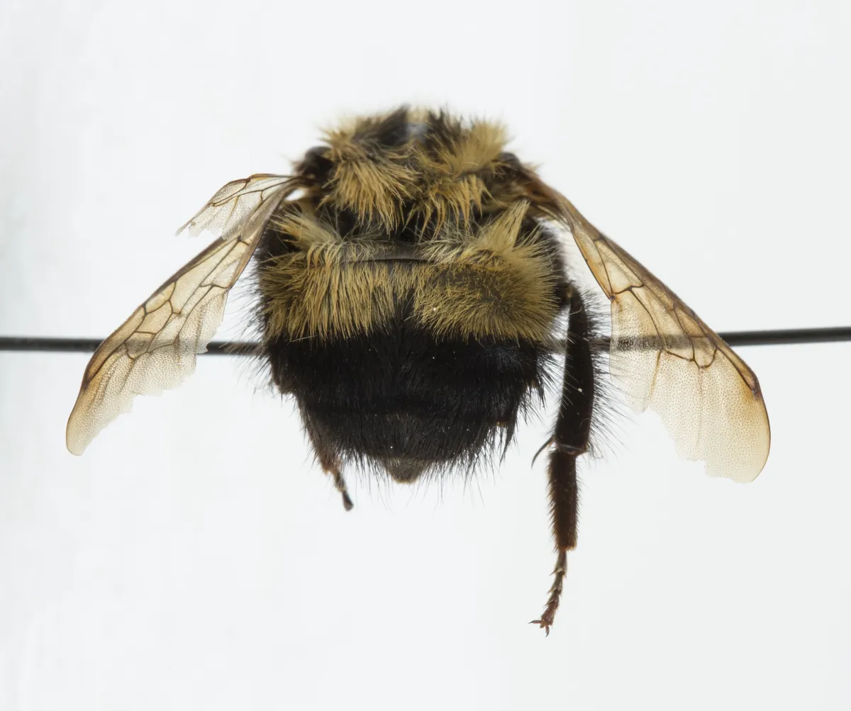 Abejorro Medio Negro