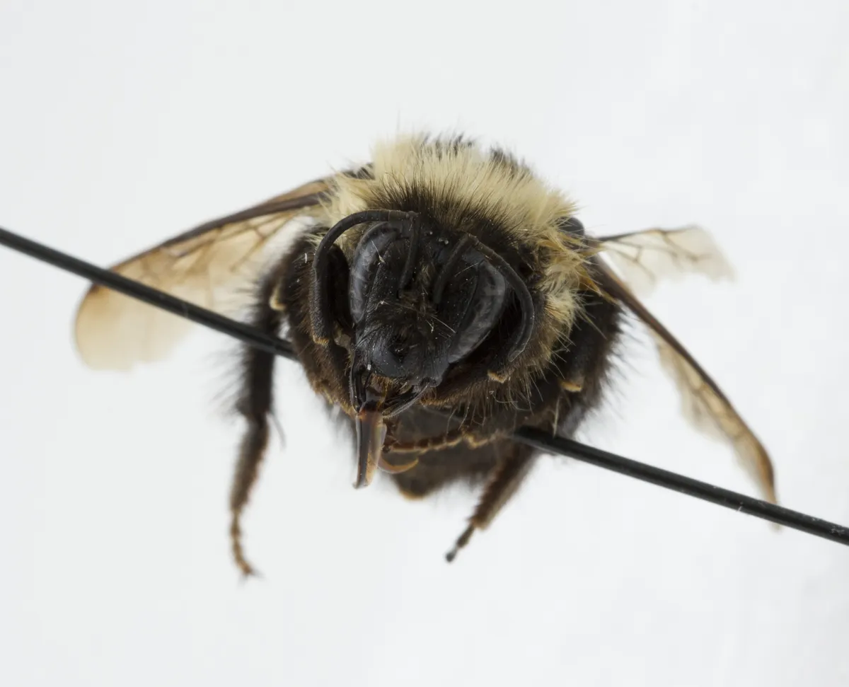 Abejorro Medio Negro