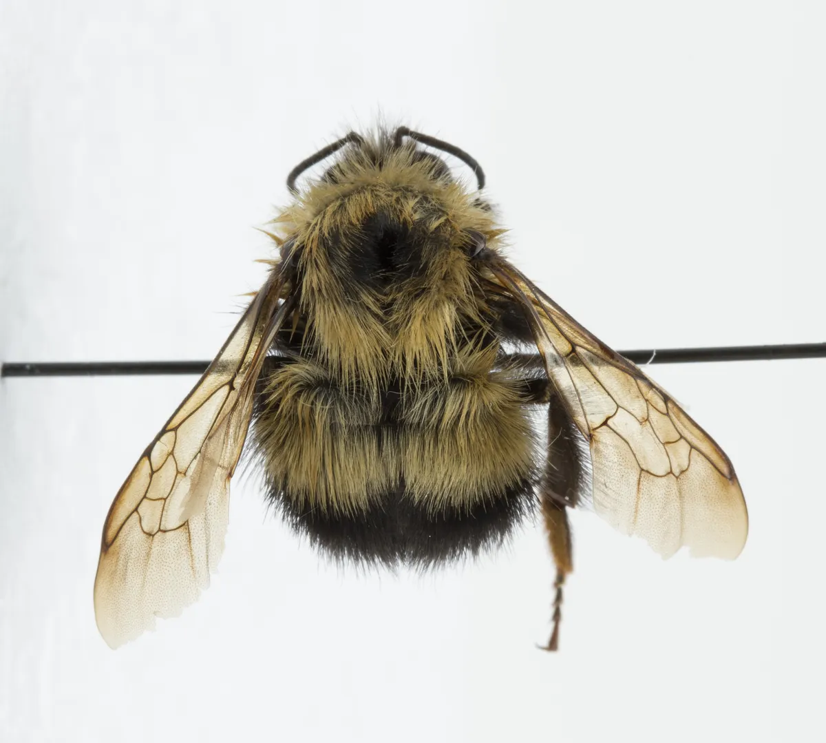 Abejorro Medio Negro