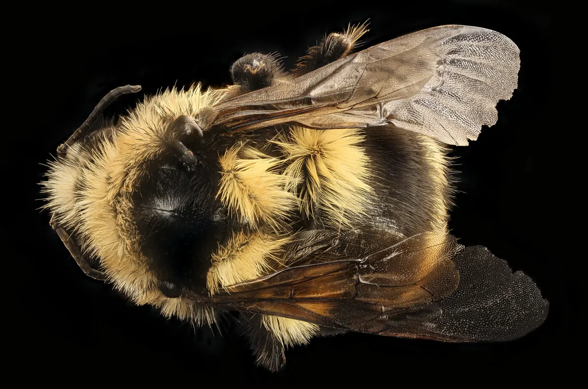 Abejorro de Vancouver