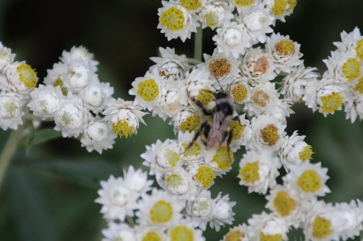 Abejorro de Vancouver