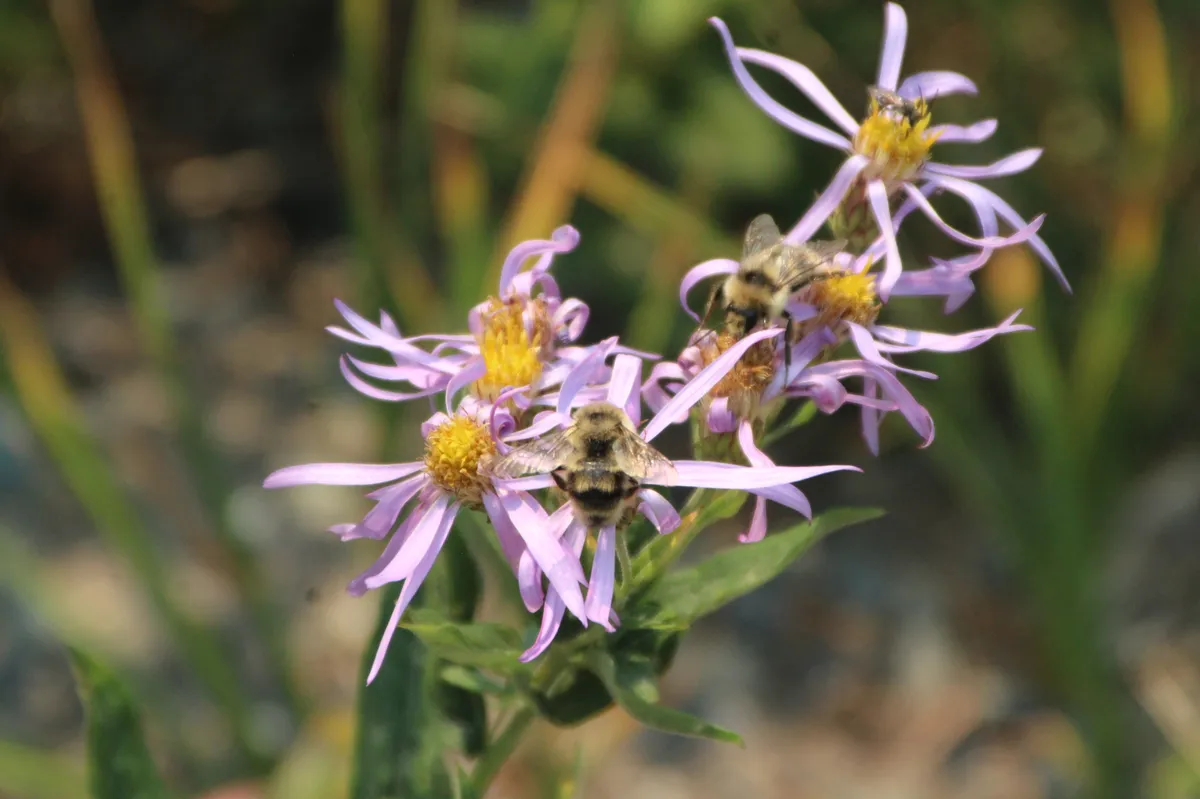 Abejorro de Vancouver