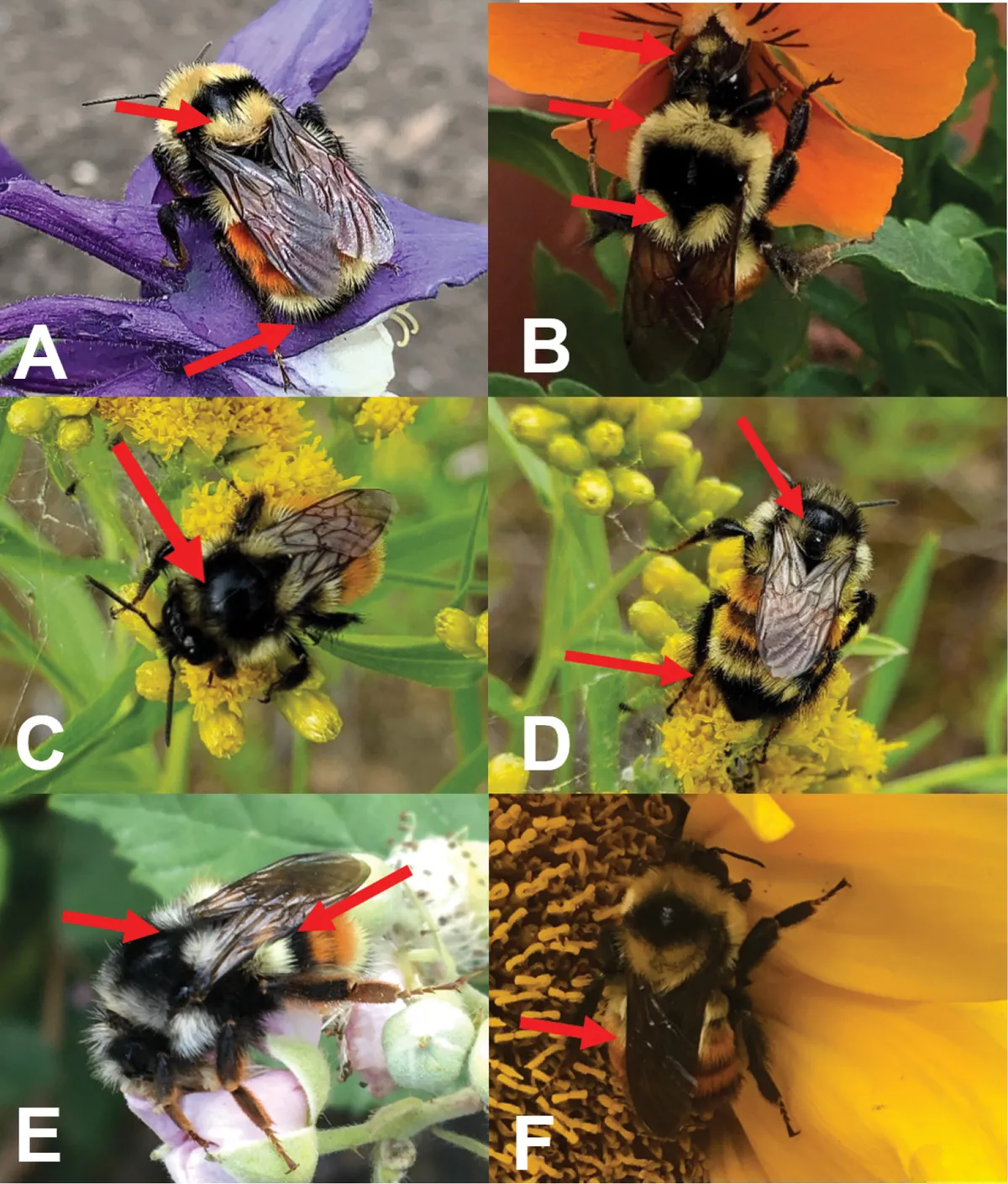 Abejorro de Vancouver