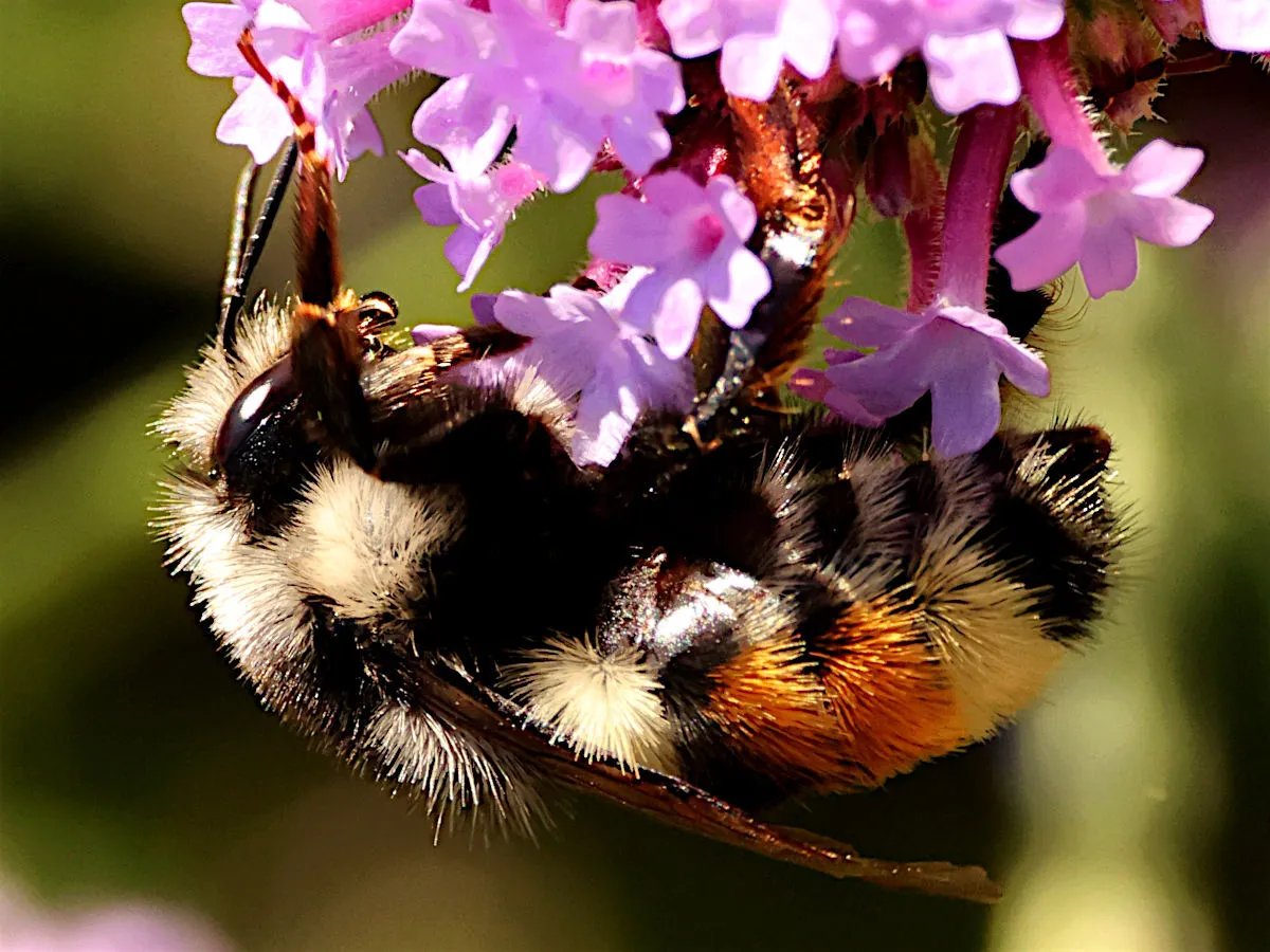 Abejorro de Vancouver
