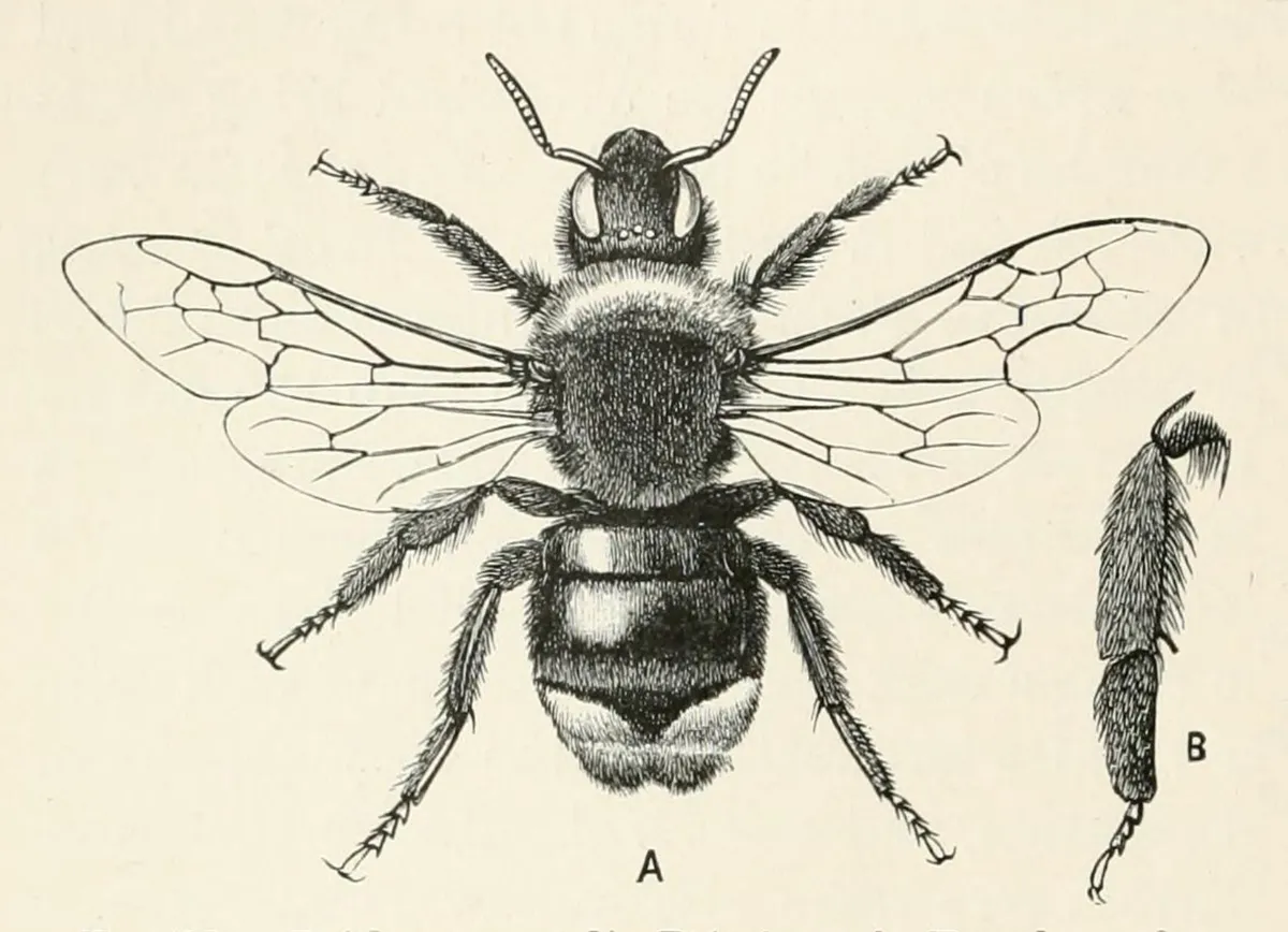 Bombus vestalis