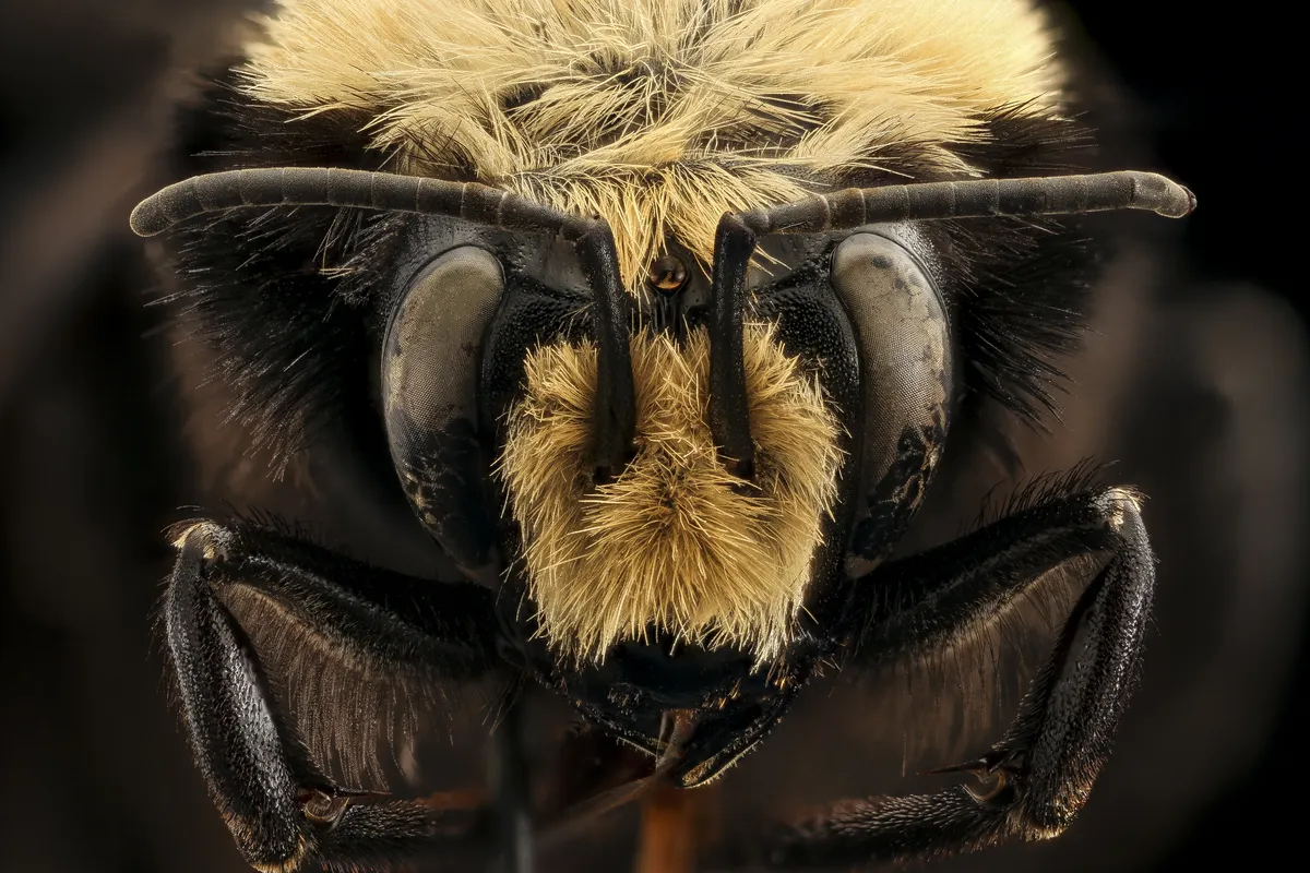 Bombus vosnesenskii