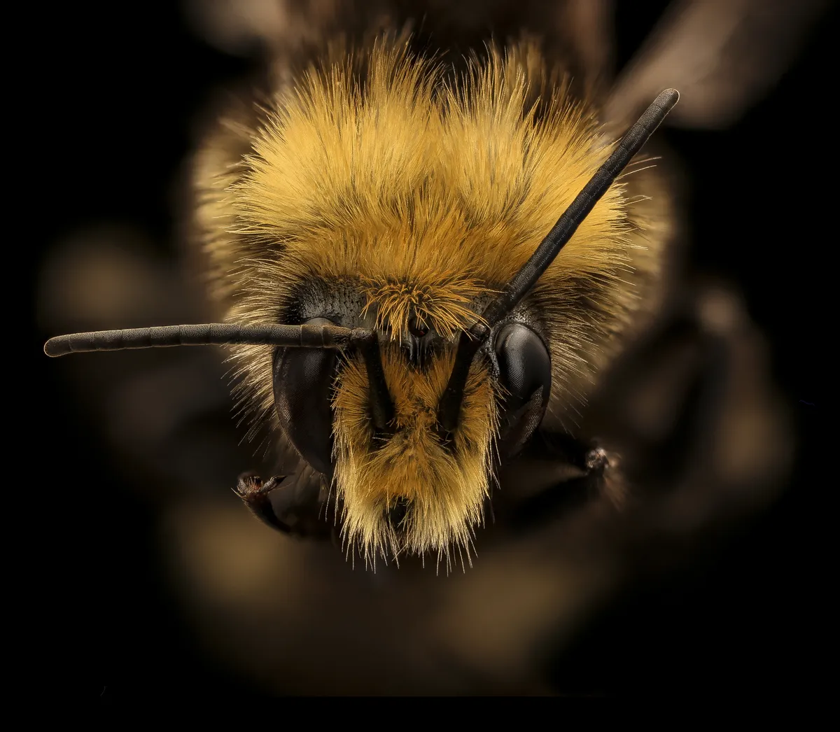 Vosnesensky Bumble Bee