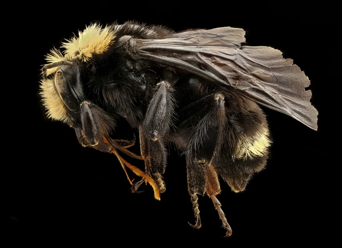 Vosnesensky Bumble Bee