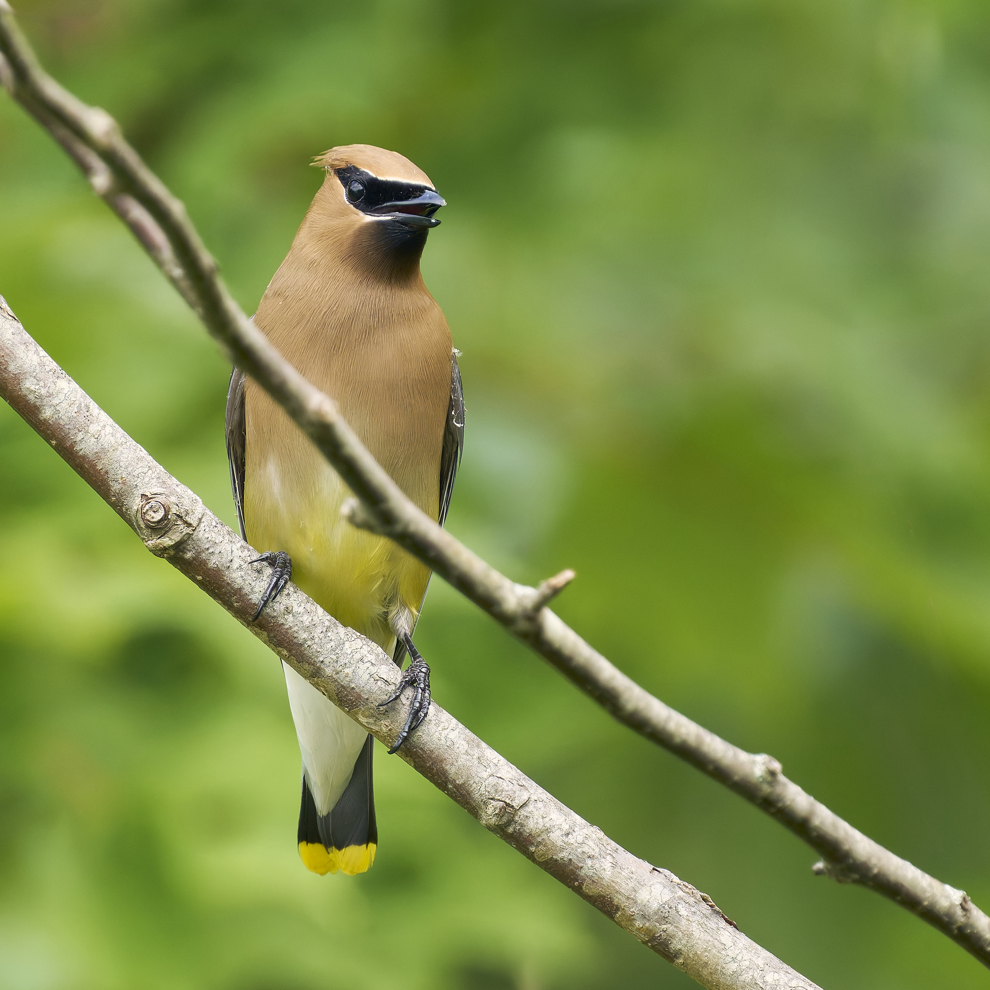 Cedar Waxwing