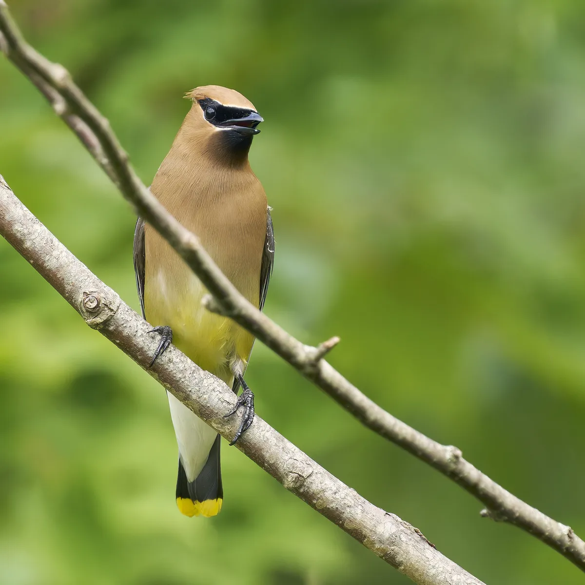 Cedar Waxwing