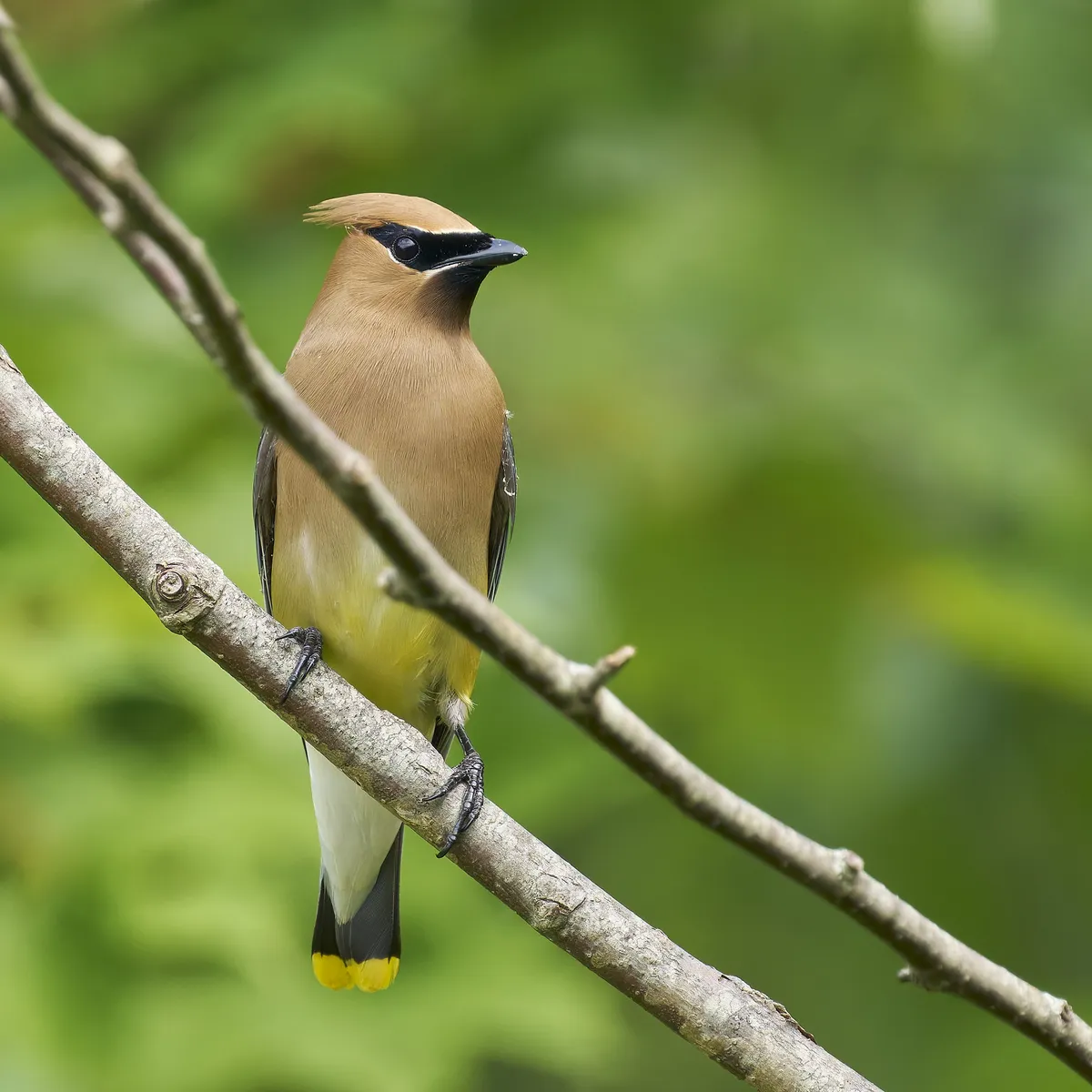 Cedar Waxwing