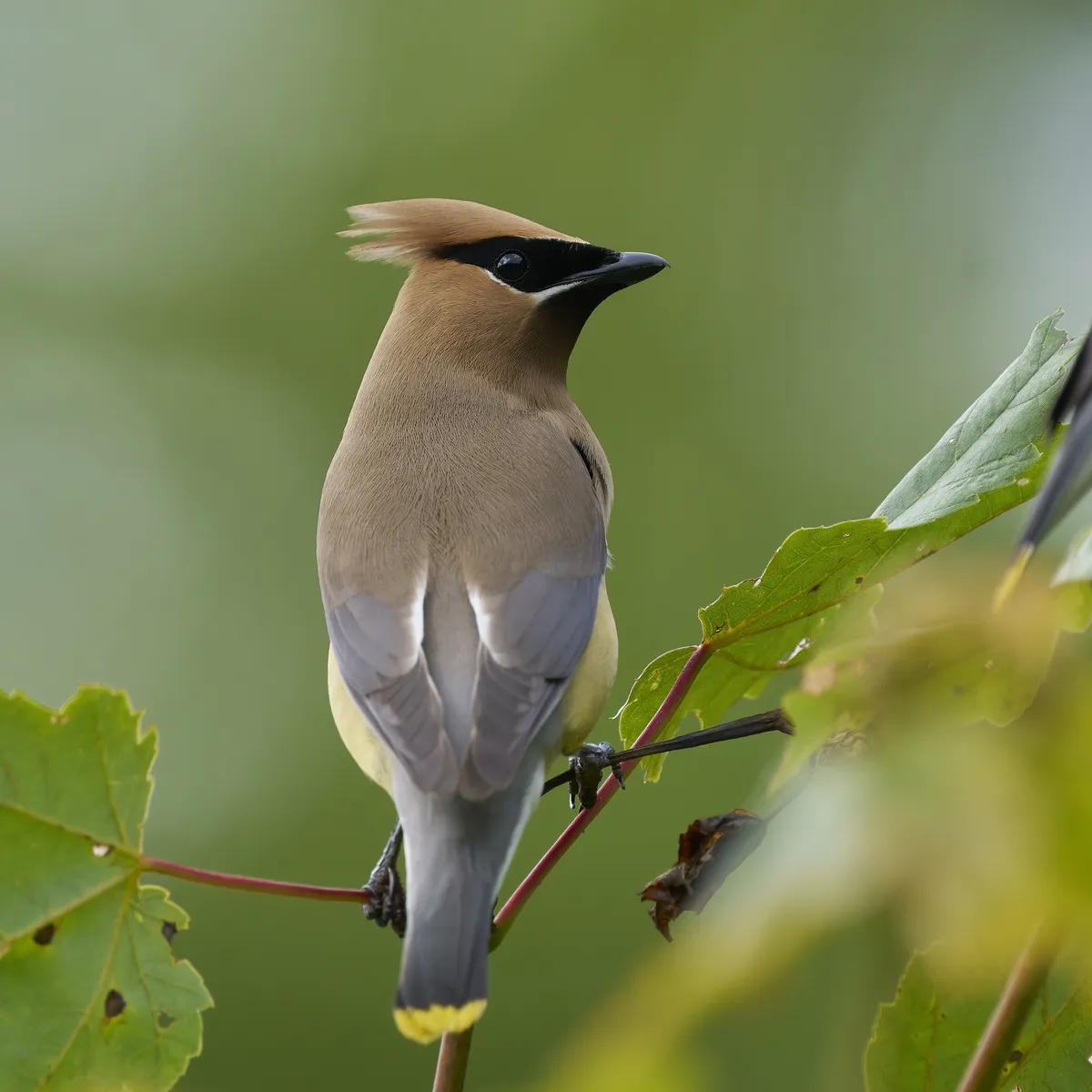 Cedar Waxwing
