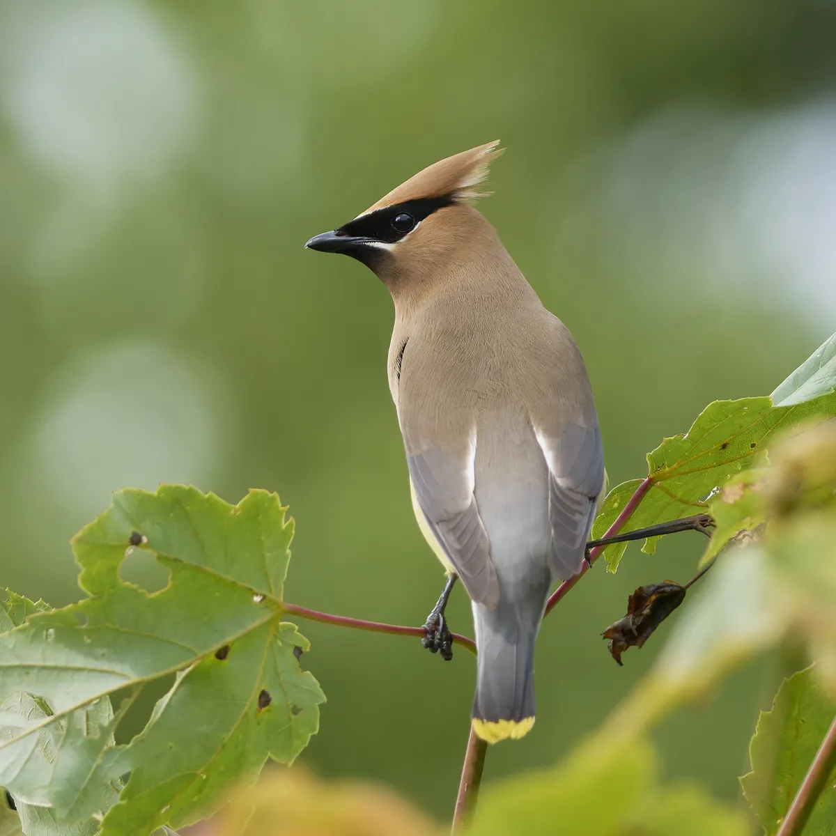 Cedar Waxwing