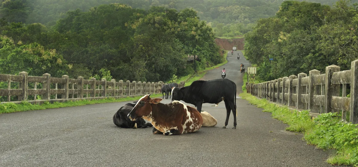 Domestic Cattle