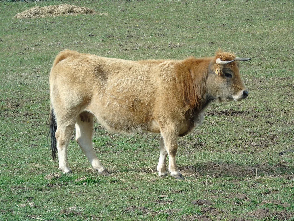 Domestic Cattle
