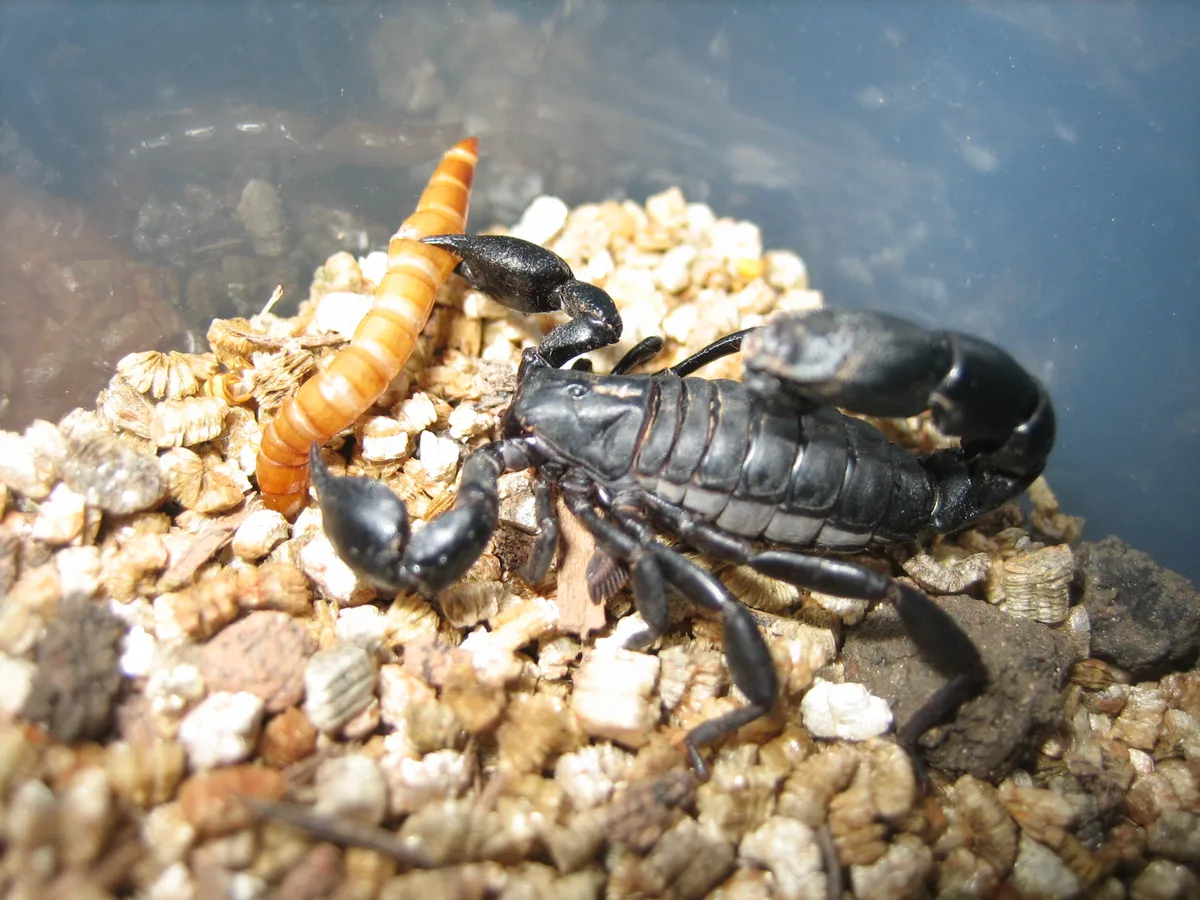 Bothriurus bonariensis
