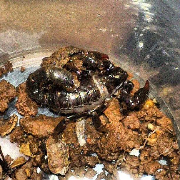 Argentine Black Scorpion