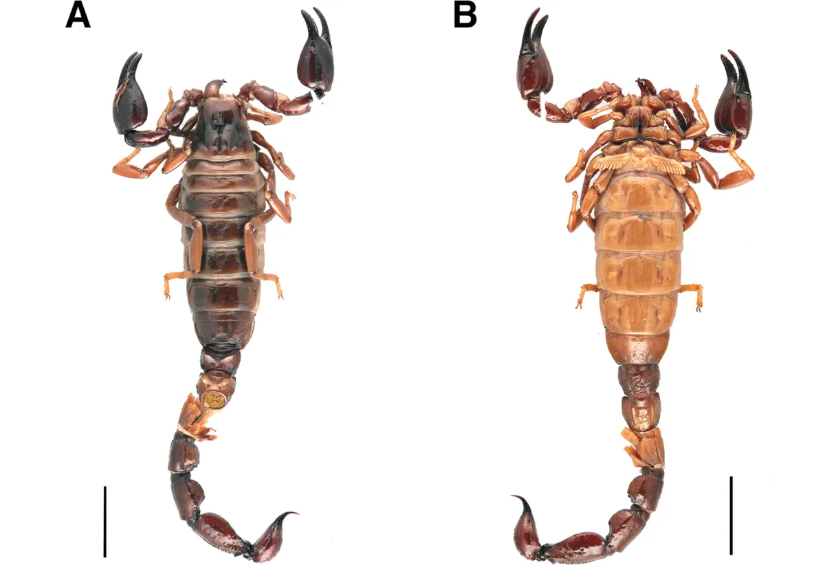 Bothriurus burmeisteri