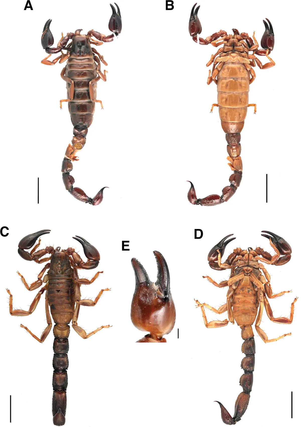 Escorpión de Burmeister