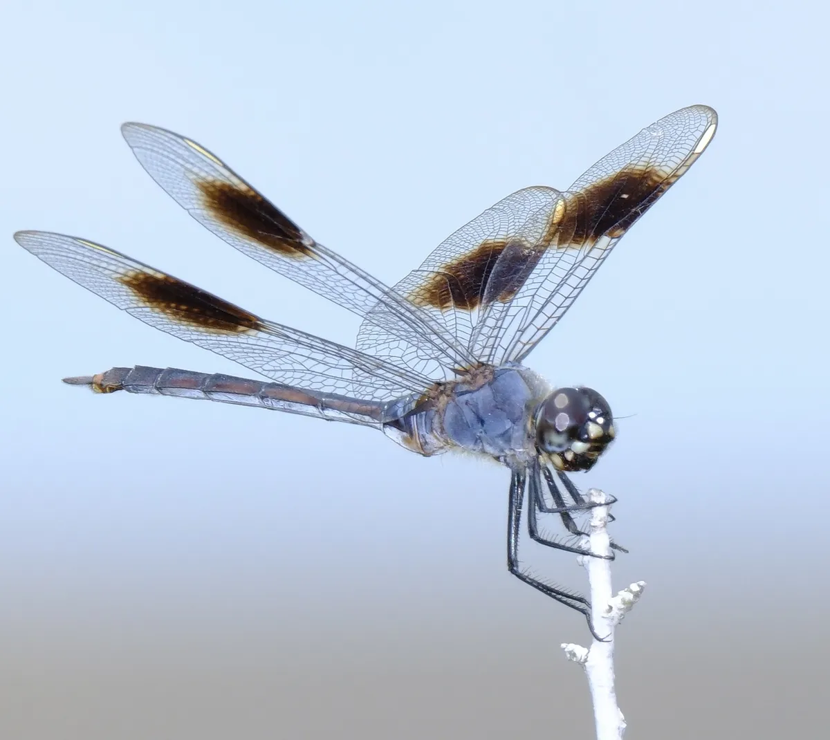 Libélula Cuatro Puntos