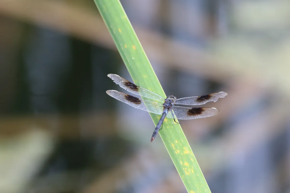Libélula Cuatro Puntos