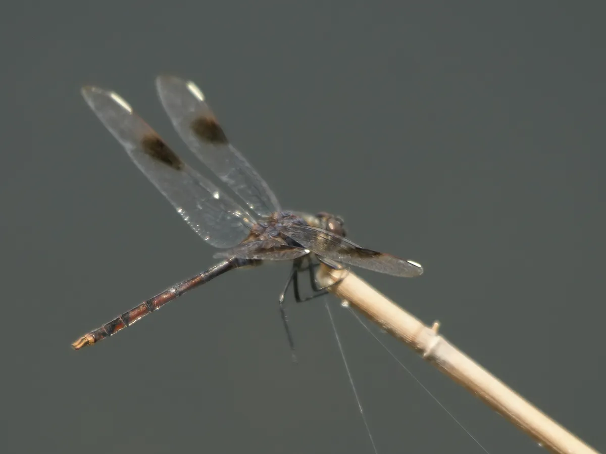 Libélula Cuatro Puntos