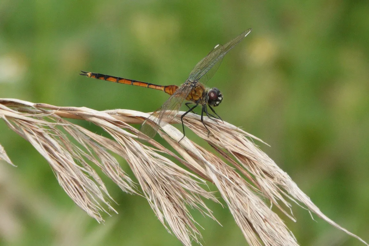 Libélula Cuatro Puntos