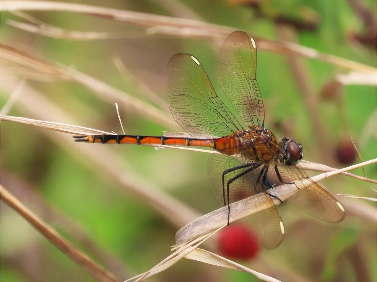 Libélula Cuatro Puntos