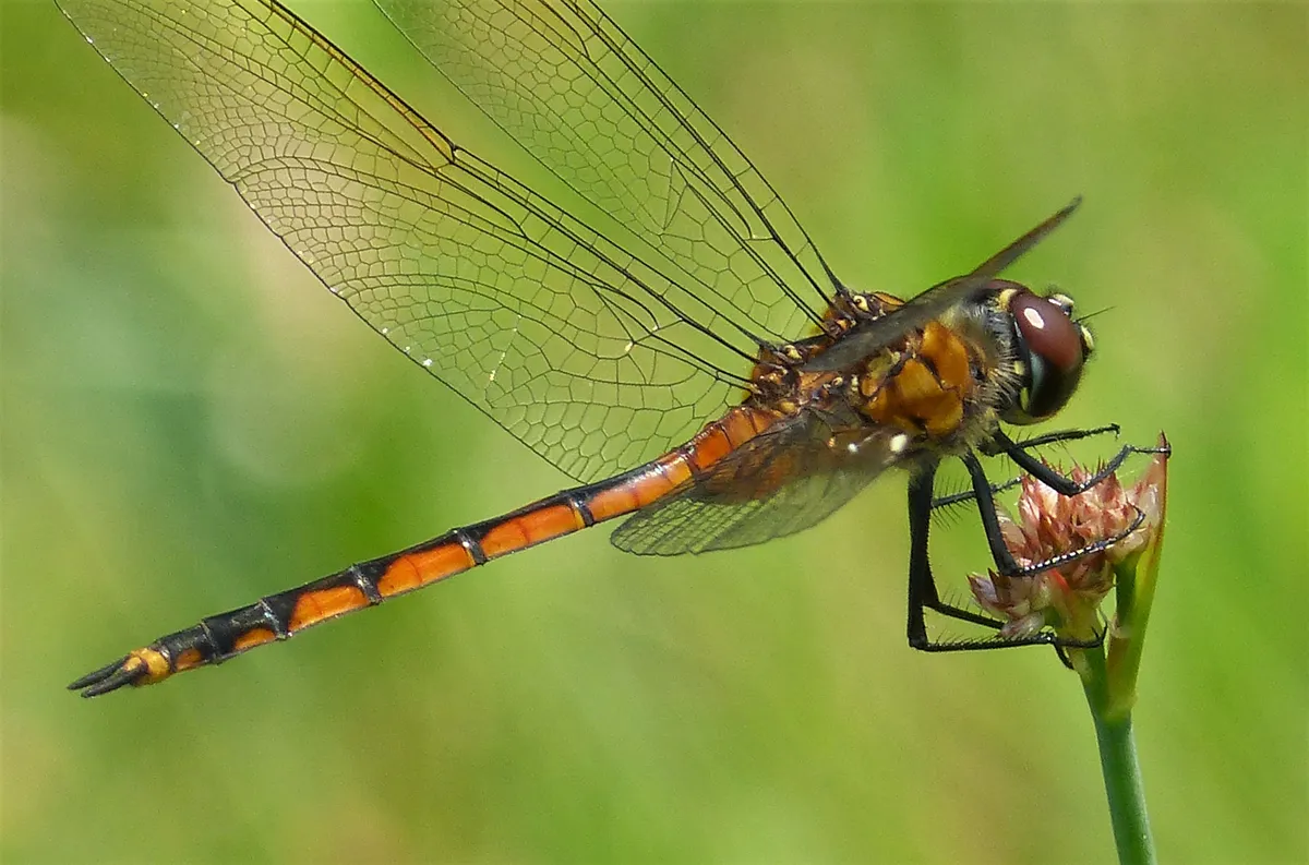 Libélula Cuatro Puntos