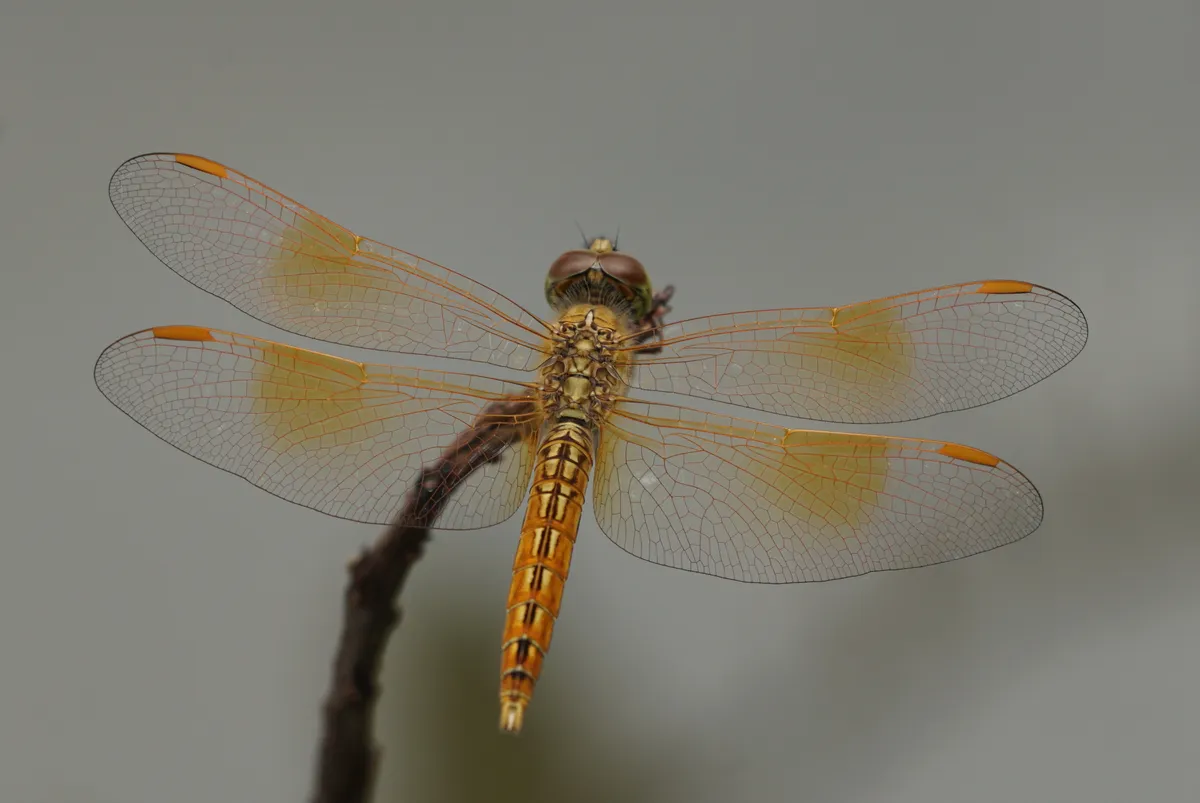 Brachythemis contaminata