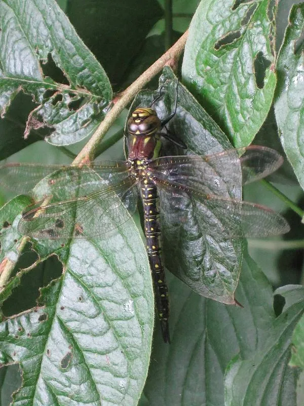 Hairy Dragonfly
