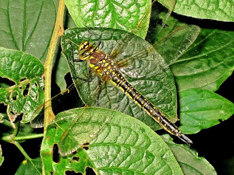 Hairy Dragonfly