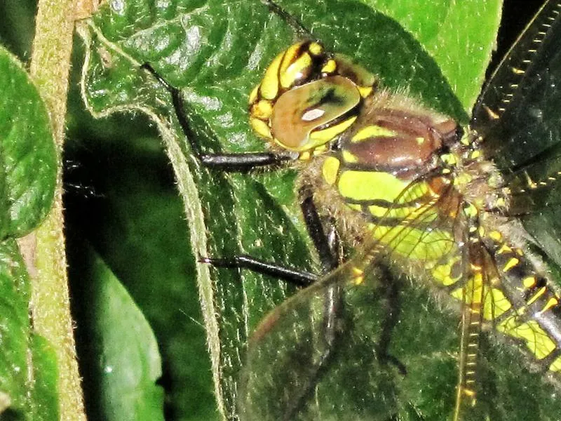 Hairy Dragonfly