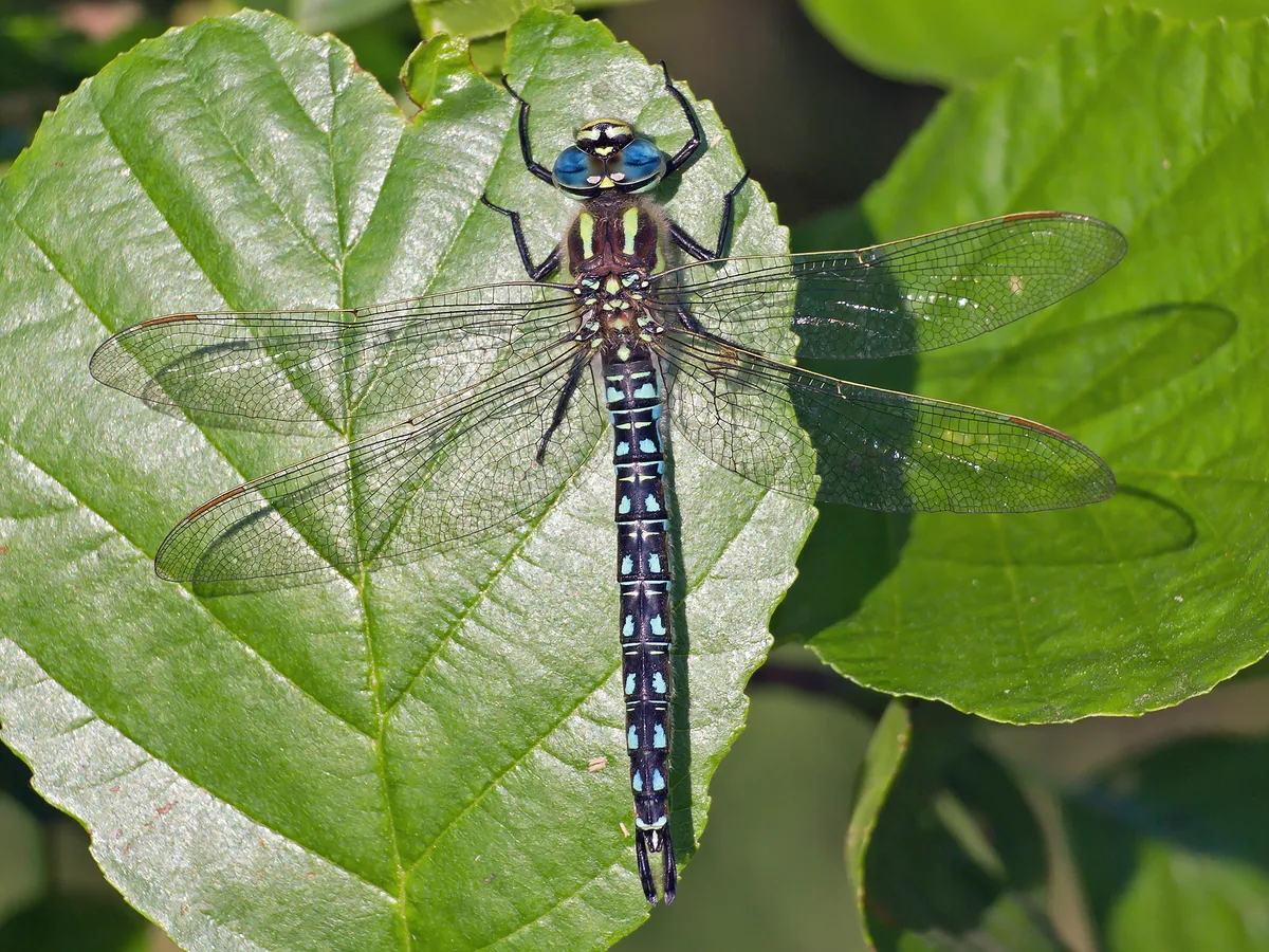 Hairy Dragonfly
