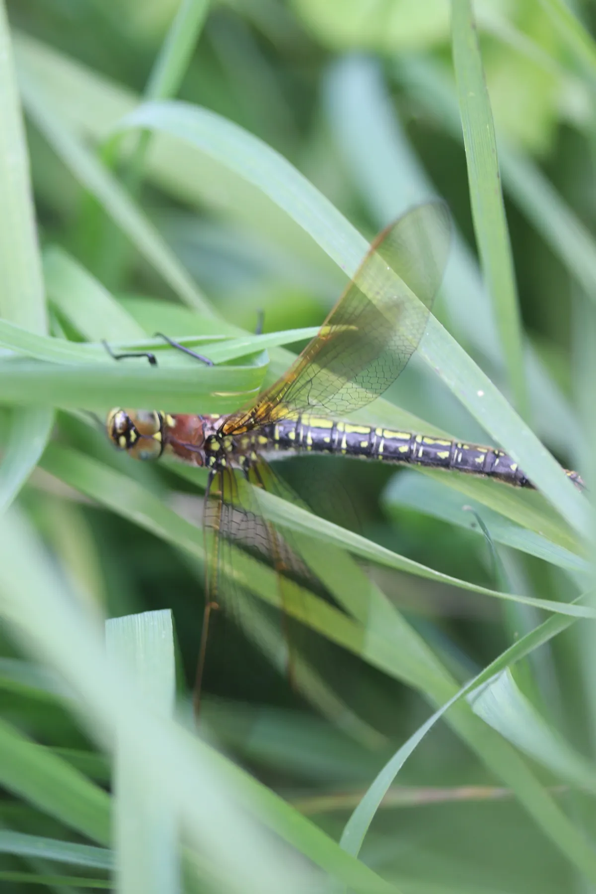 Hairy Dragonfly