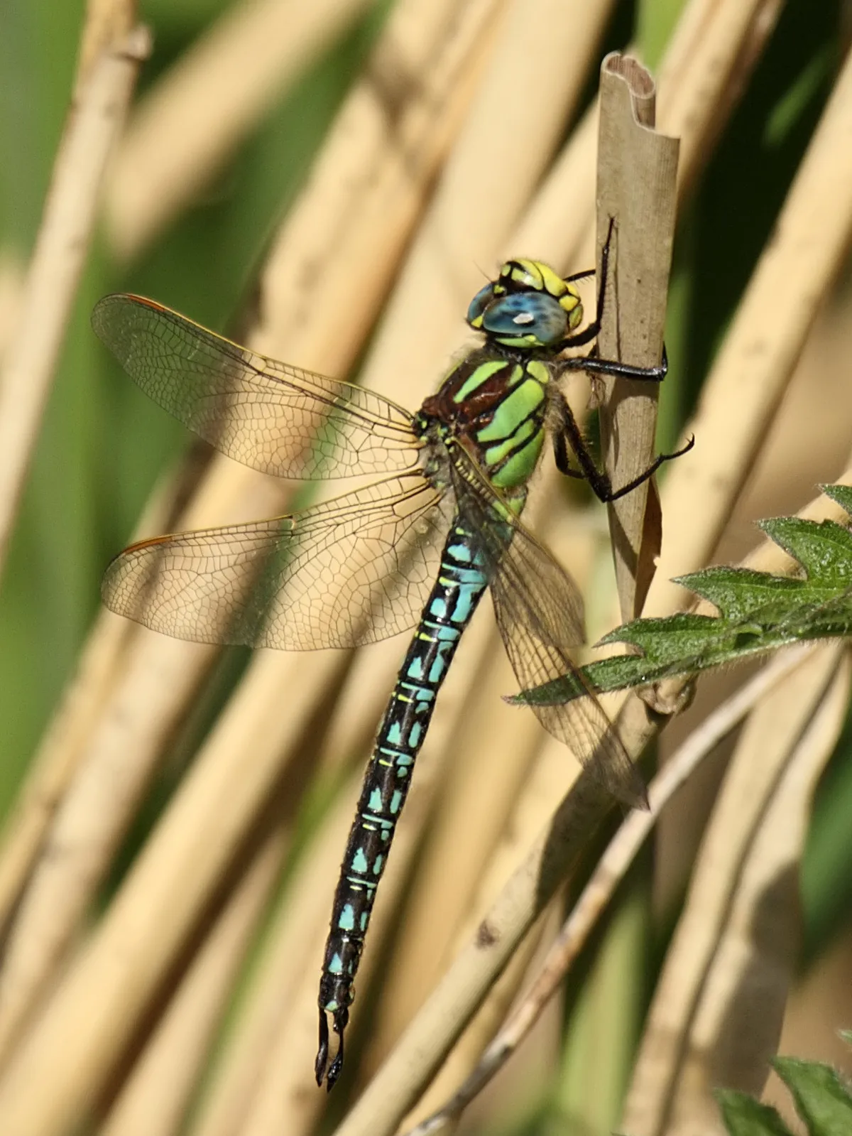 Hairy Dragonfly