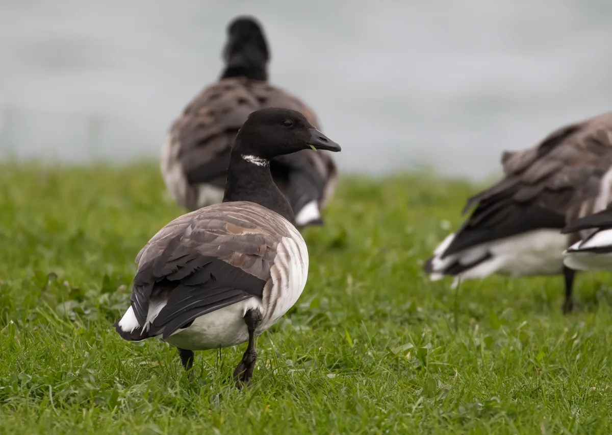 Brant Goose