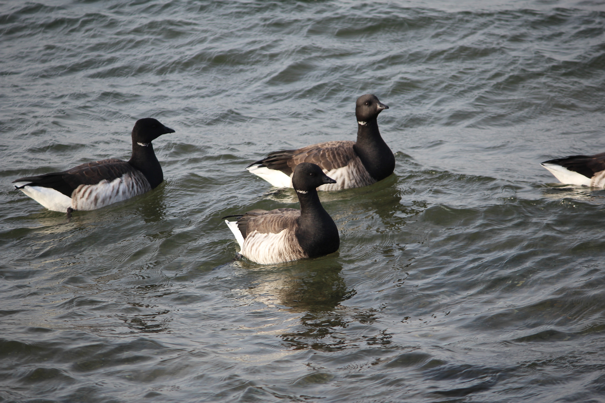 Brant Goose