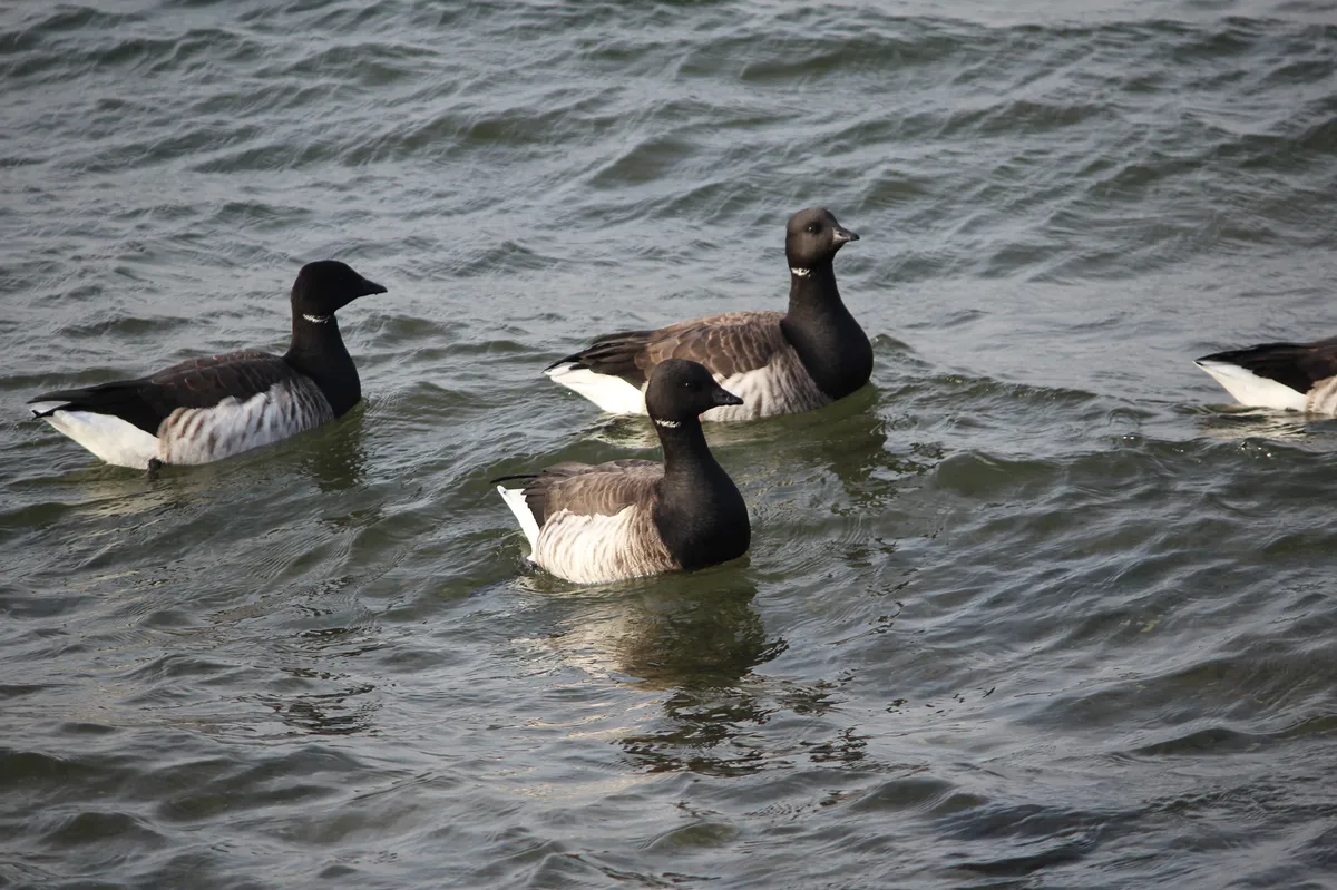 Brant Goose