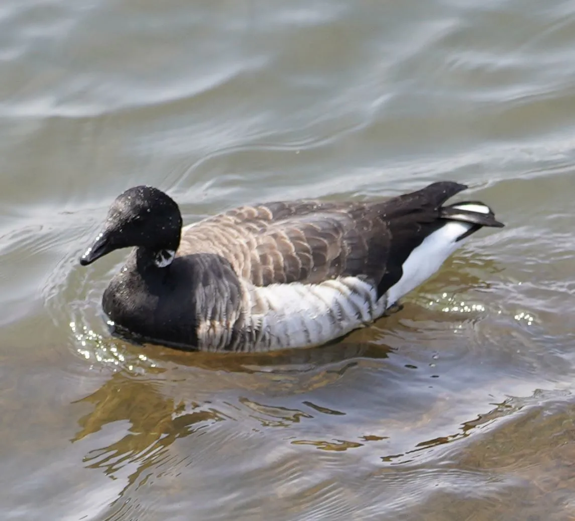 Brant Goose
